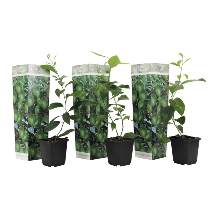 Citronnier - Set de 3 - Citrus aurantifolia - Hauteur 25-40cm - ⌀9cm