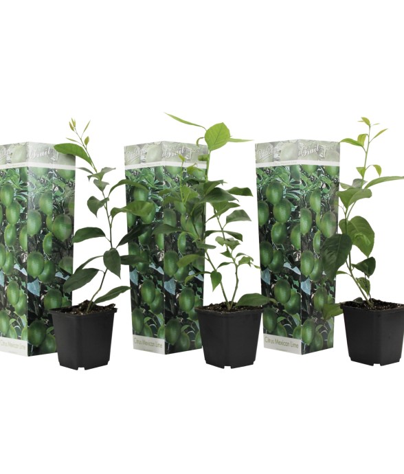 Citronnier - Set de 3 -...