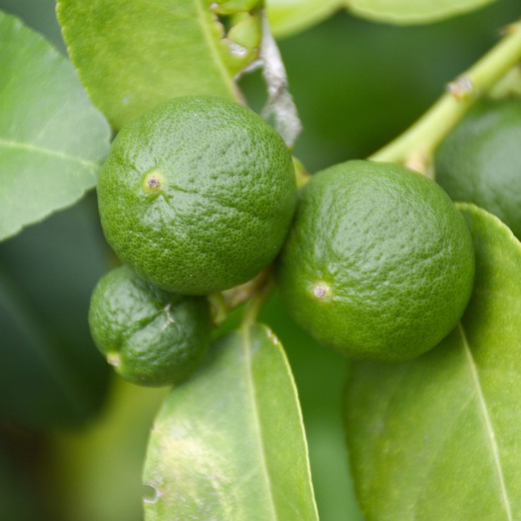 Citronnier - Set de 3 - Citrus aurantifolia - Hauteur 25-40cm - ⌀9cm