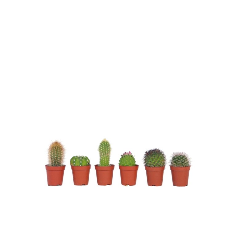 Mélange de mini cactus - Set de 6 - Cactus - Hauteur 5-10cm - ⌀5,5cm