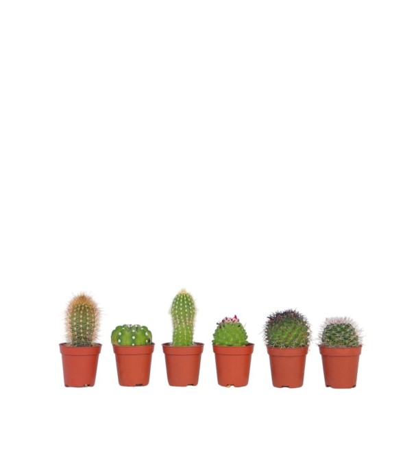 Mélange de mini cactus -...