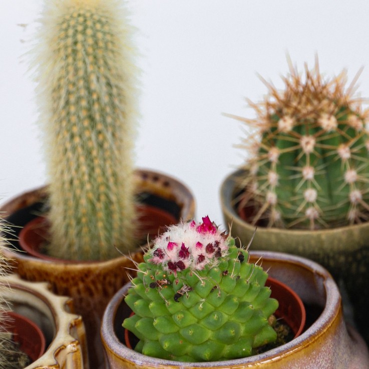 Mélange de mini cactus - Set de 6 - Cactus - Hauteur 5-10cm - ⌀5,5cm