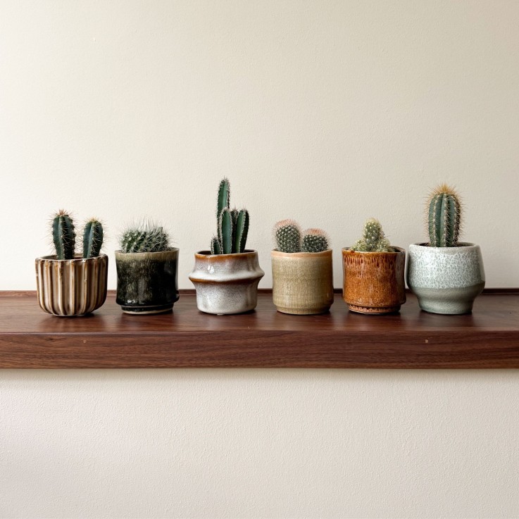 Mélange de mini cactus - Set de 6 - Cactus - Hauteur 5-10cm - ⌀5,5cm