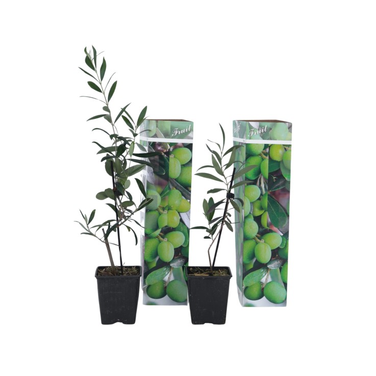 Olivier - Set de 2 - Olea europaea - Hauteur 25-40cm - ⌀9cm