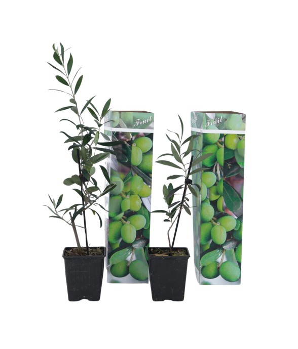 Olivier - Set de 2 - Olea...