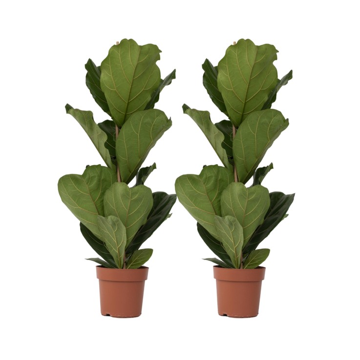 Figuier à Feuilles de Violon - Set de 2 - Ficus Lyrata - Hauteur 70-90cm - ⌀21cm