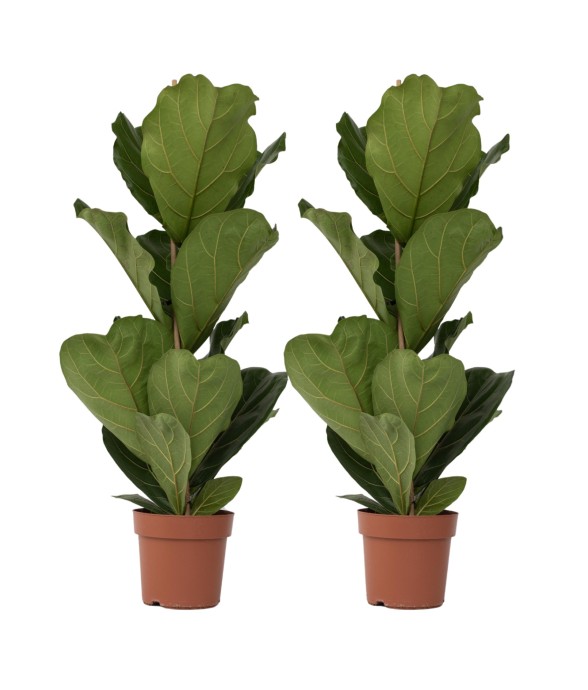 Figuier à Feuilles de...