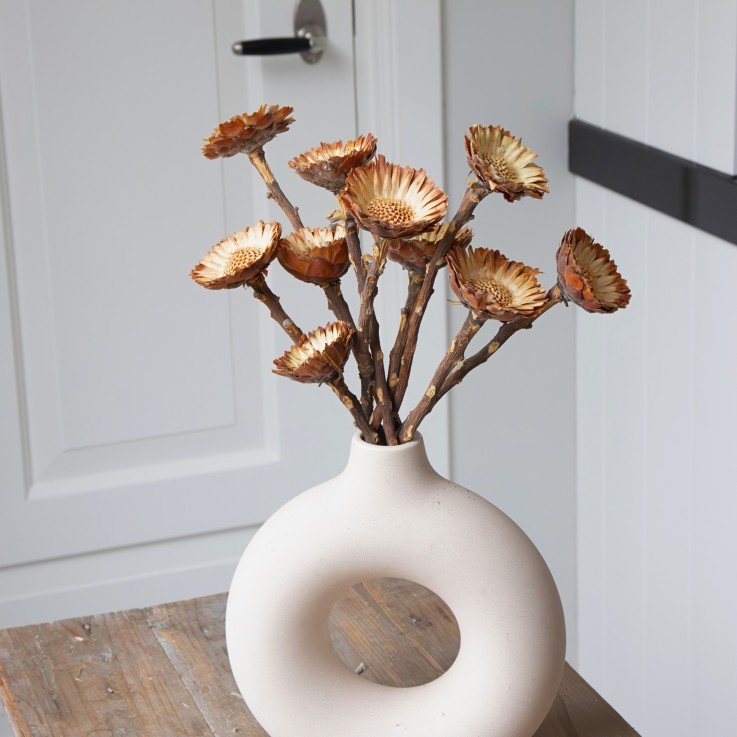 Fleurs séchées - Set de 10 - Bouquet 'Protea Compacta'