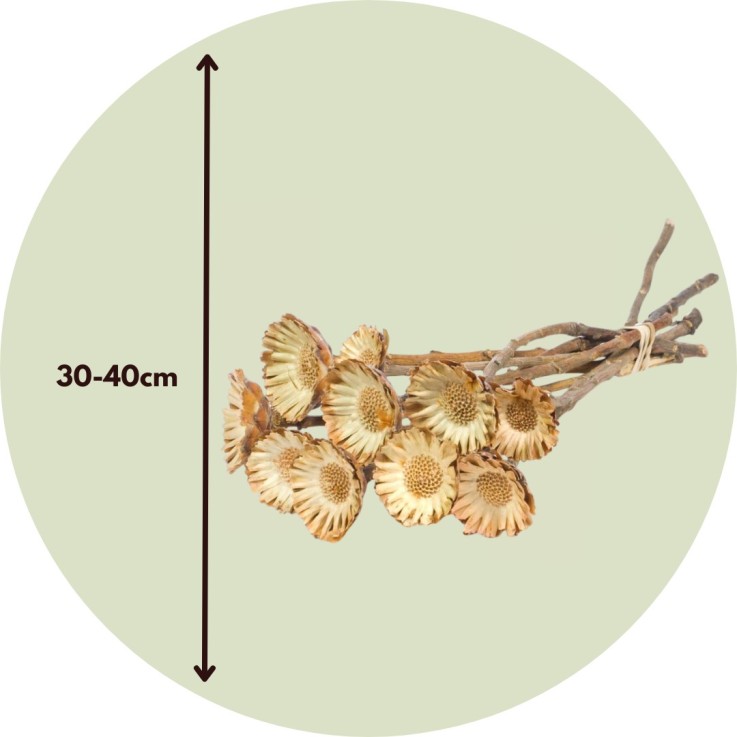 Fleurs séchées - Set de 10 - Bouquet 'Protea Compacta'