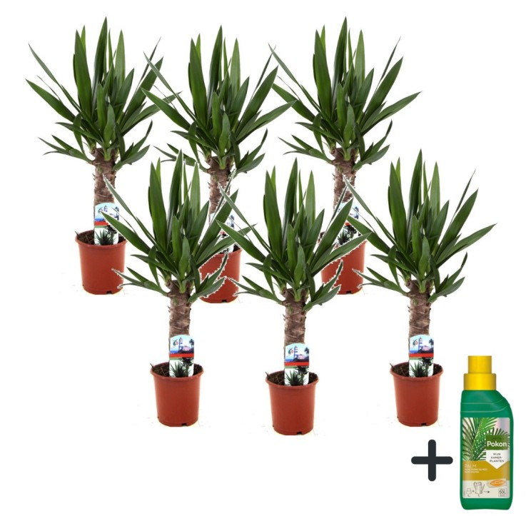 Pied d'éléphant - Set de 6 - Yucca elephantipes - Hauteur 50-60cm - ⌀14cm