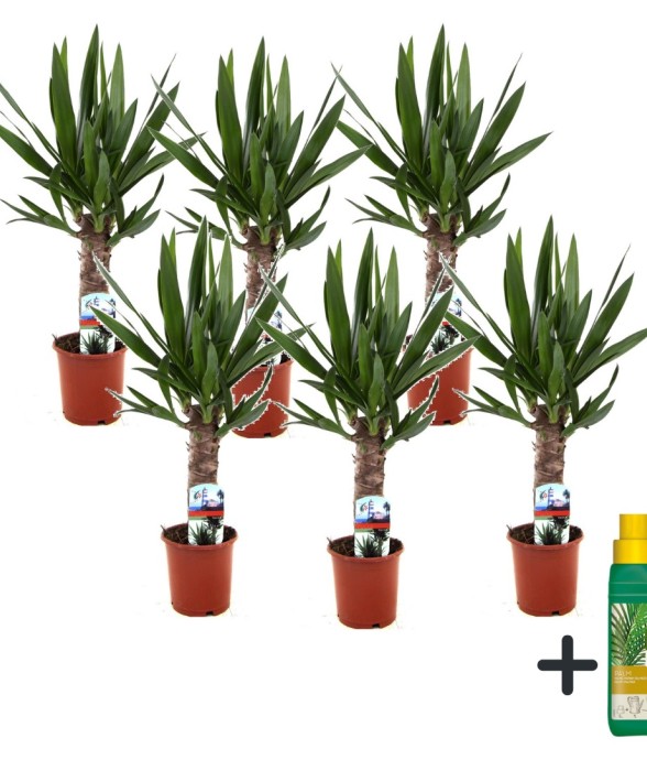 Pied d'éléphant - Set de 6...