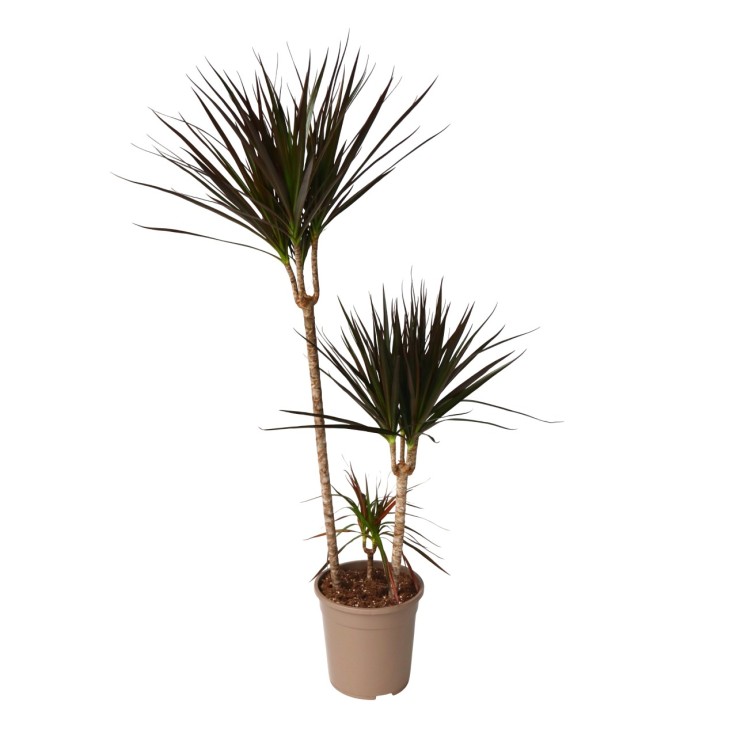 Dragonnier - Dracaena marginata 'Magenta' - Hauteur 110-130cm - ⌀24cm