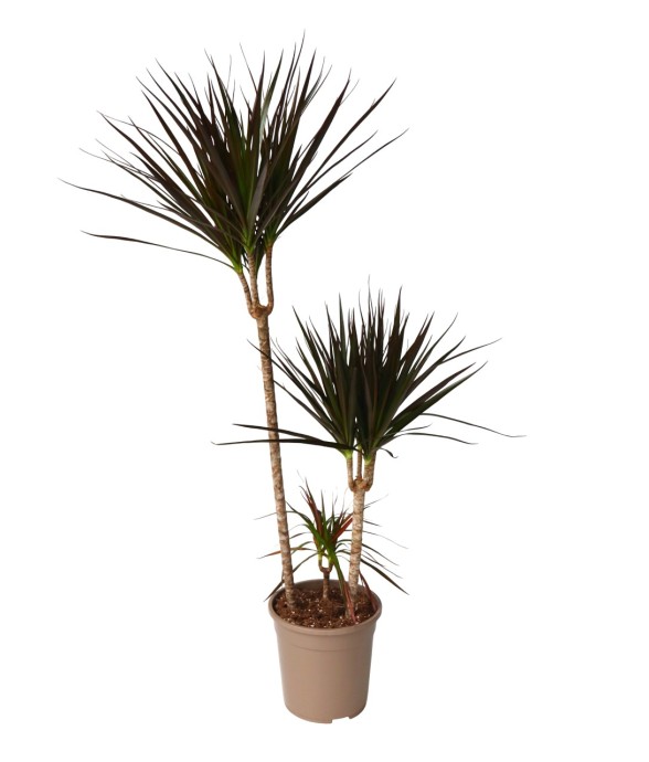 Dragonnier - Dracaena...