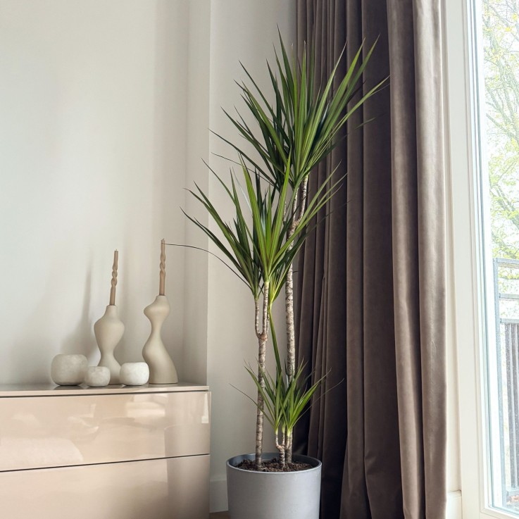 Dragonnier - Dracaena marginata 'Magenta' - Hauteur 110-130cm - ⌀24cm