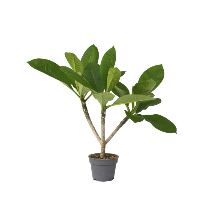 Frangipanier - Plumeria rubra 'Hawaii' - Hauteur 45-55cm - ⌀17cm