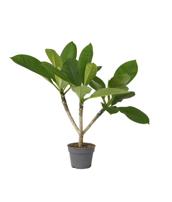 Frangipanier - Plumeria...