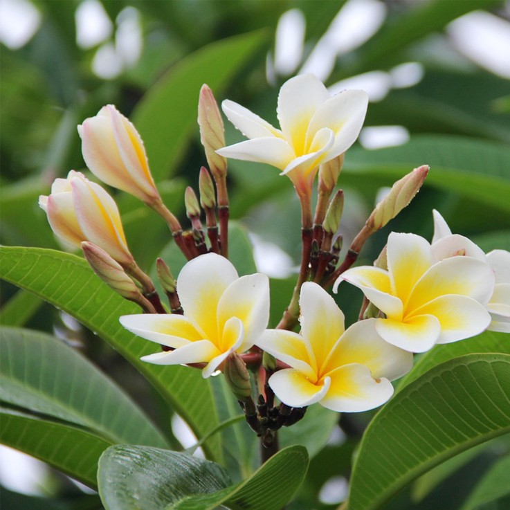 Frangipanier - Plumeria rubra 'Hawaii' - Hauteur 45-55cm - ⌀17cm