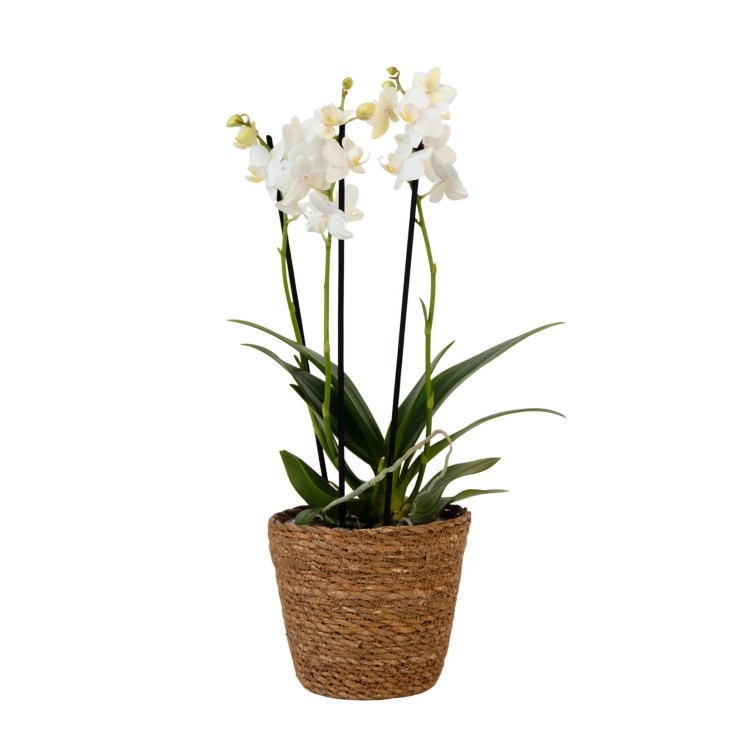 Orchidée papillon - Phalaenopsis Multiflora avec panier - Hauteur 35-45cm -⌀12cm