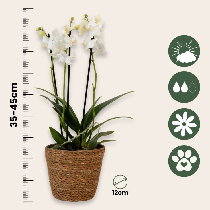 Orchidée papillon - Phalaenopsis Multiflora avec panier - Hauteur 35-45cm -⌀12cm