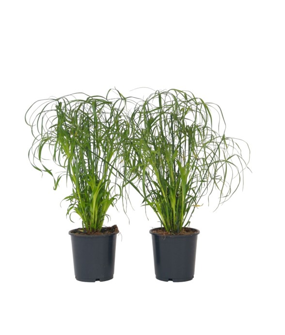 Papyrus - Set de 4 -...