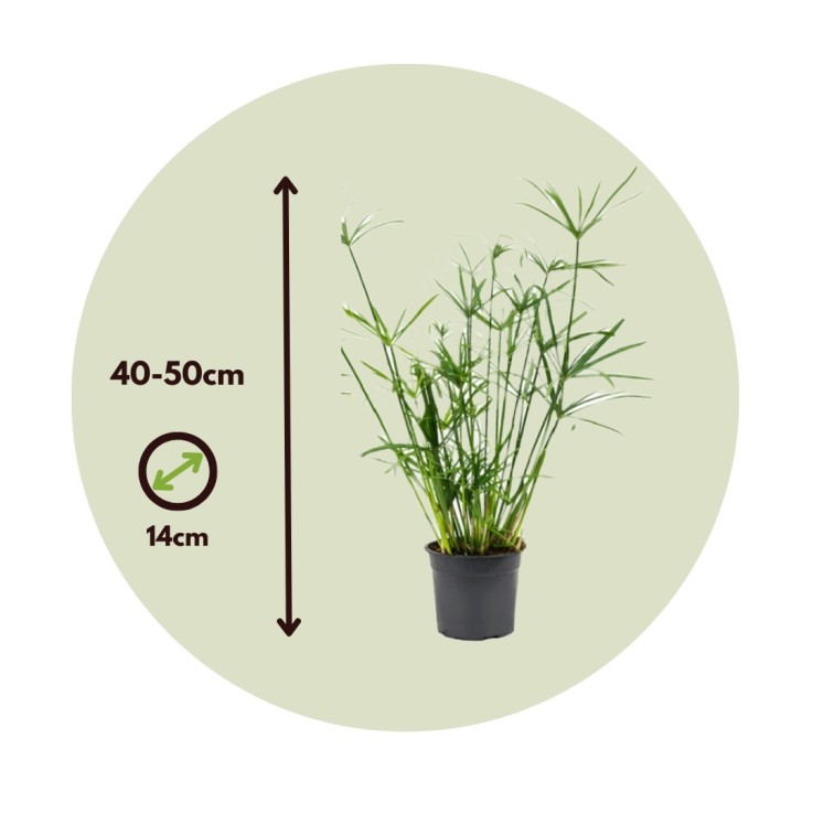 Papyrus - Set de 4 - Cyperus alternifolius - Hauteur 40-50cm - ⌀14cm