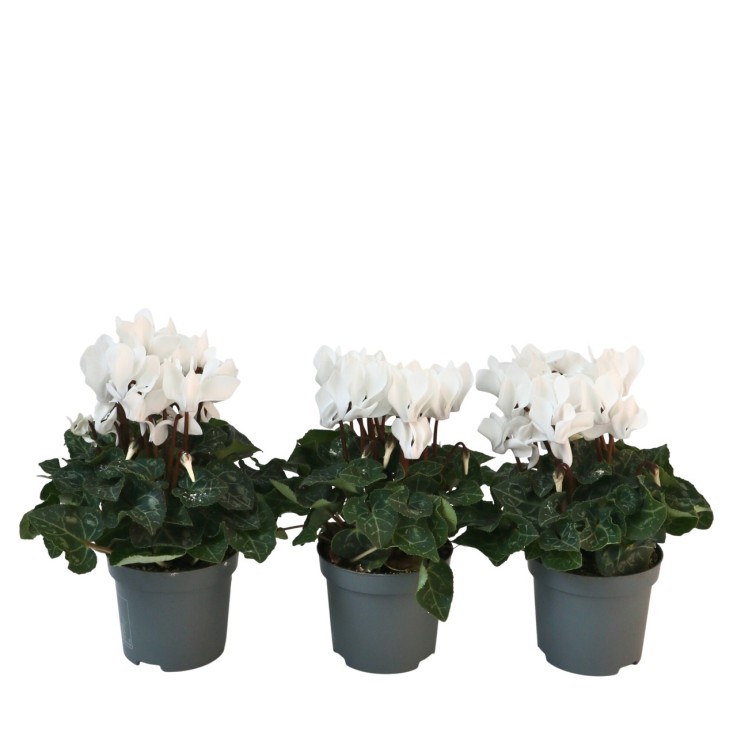 Cyclamen de Perse - Set de 3 - Cyclamen 'Metis White' - Hauteur 10-20cm - ⌀9cm