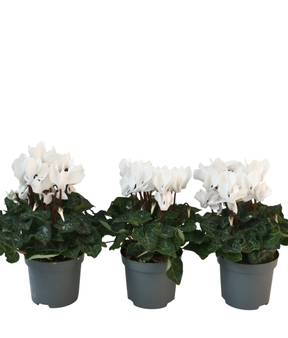 Cyclamen de Perse - Set de...