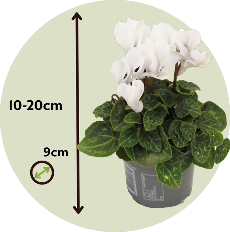 Cyclamen de Perse - Set de 3 - Cyclamen 'Metis White' - Hauteur 10-20cm - ⌀9cm