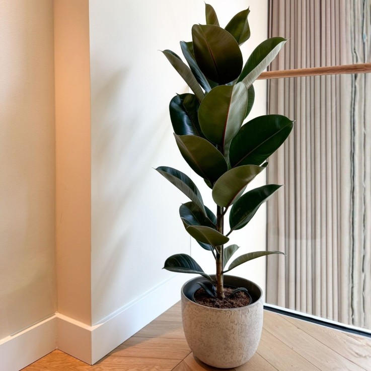 Caoutchouc - Ficus Elastica 'Robusta' - Hauteur 75-100cm - ⌀24cm