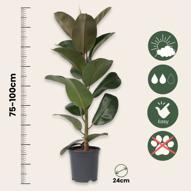 Caoutchouc - Ficus Elastica 'Robusta' - Hauteur 75-100cm - ⌀24cm