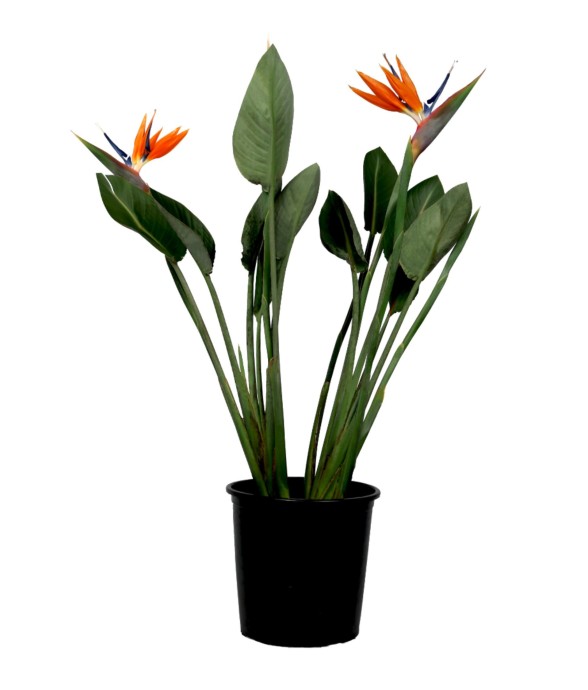 Oiseau de paradis -...