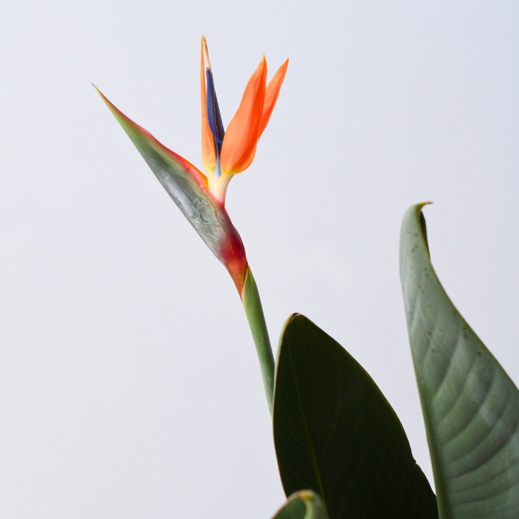 Oiseau de paradis - Strelitzia reginae - avec fleurs - Hauteur 70-100cm - Ø19cm