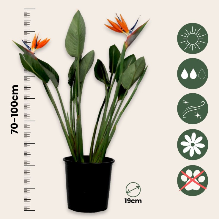 Oiseau de paradis - Strelitzia reginae - avec fleurs - Hauteur 70-100cm - Ø19cm