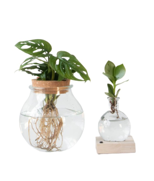 Mélange de plantes en verre...