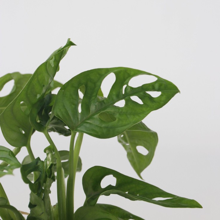 Mélange de plantes en verre - Set de 2 - Clusia, Monstera - H15-35cm - ⌀20cm