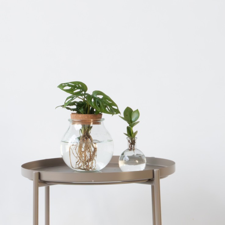Mélange de plantes en verre - Set de 2 - Clusia, Monstera - H15-35cm - ⌀20cm