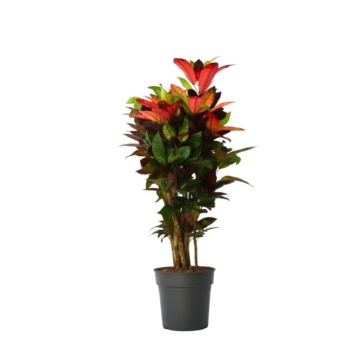 Croton - Codiaeum variegatum 'Mrs. Iceton' - Hauteur 90-100cm - Pot 27cm
