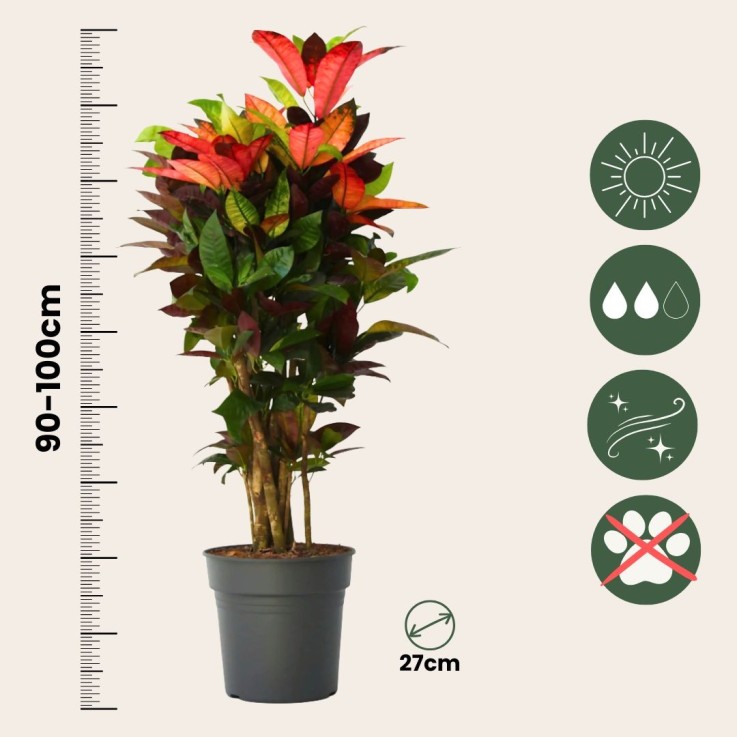 Croton - Codiaeum variegatum 'Mrs. Iceton' - Hauteur 90-100cm - Pot 27cm