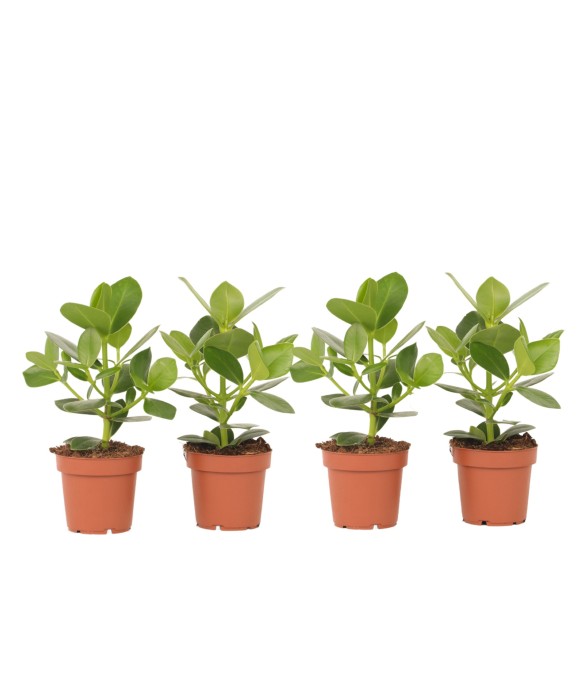 Pommier baumier - Set de 4...