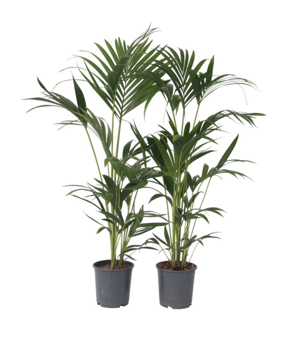 Palmier Kentia - Set de 2 -...
