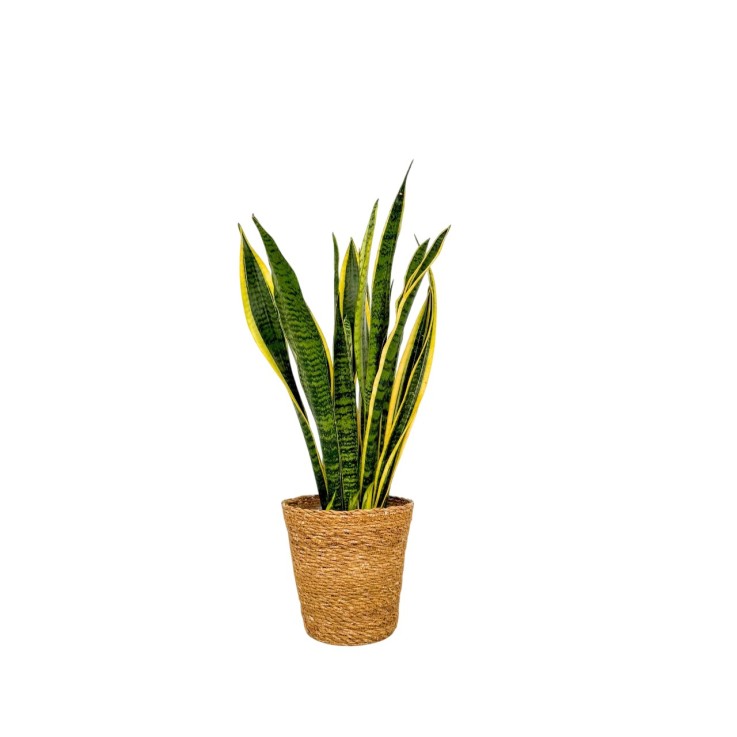 Langue de belle-mère - Sansevieria Laurentii - Avec panier - H60-70cm - ⌀17cm