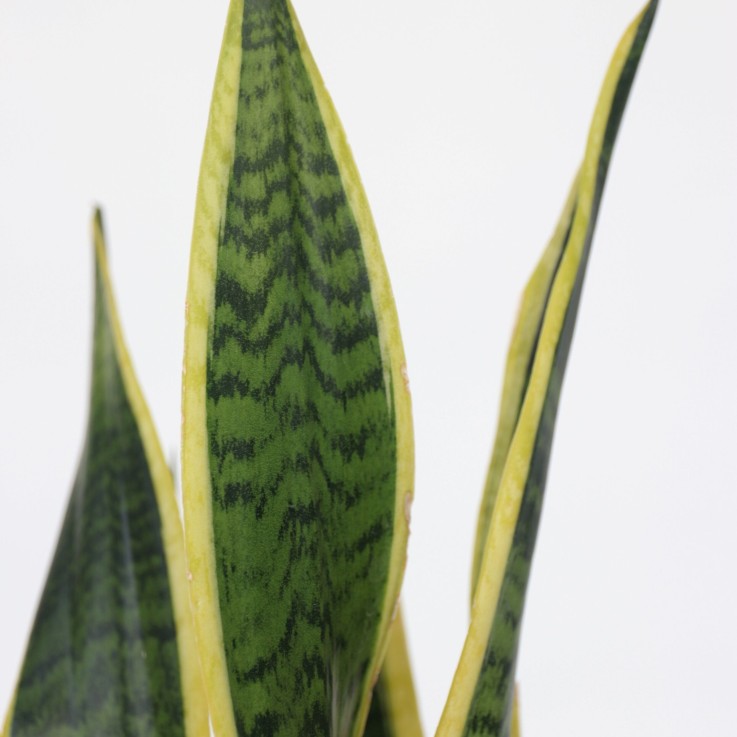 Langue de belle-mère - Sansevieria Laurentii - Avec panier - H60-70cm - ⌀17cm
