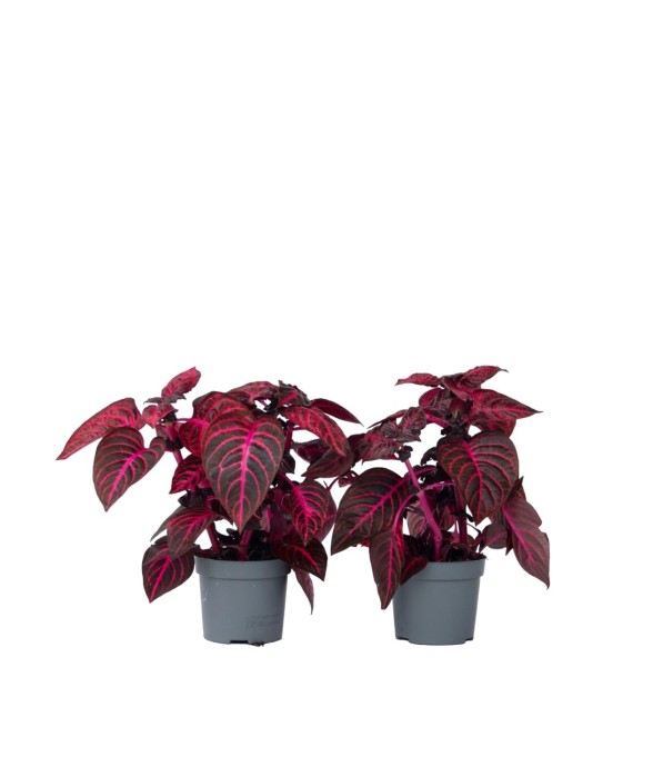 Feuille de sang - Set de 2...