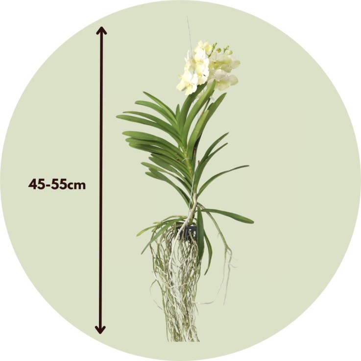 Orchidée - Vanda 'Tayanee White' - Hauteur 45-55cm