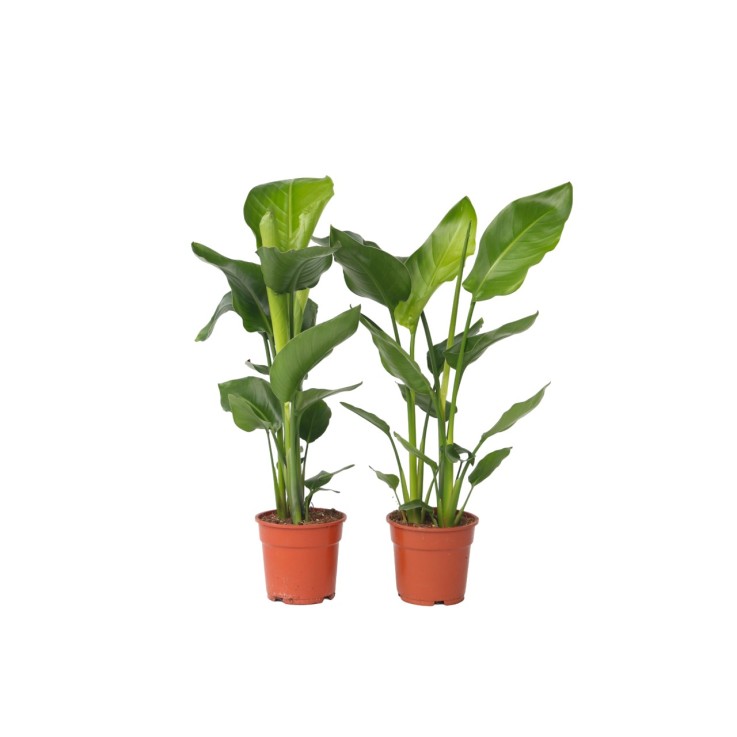 Oiseau de paradis - Set de 2 - Strelitzia nicolai - Hauteur 55-70cm - ⌀17cm