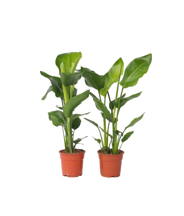 Oiseau de paradis - Set de...