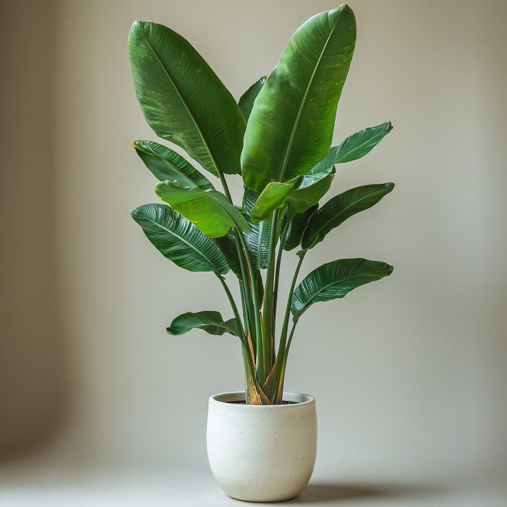 Oiseau de paradis - Set de 2 - Strelitzia nicolai - Hauteur 55-70cm - ⌀17cm