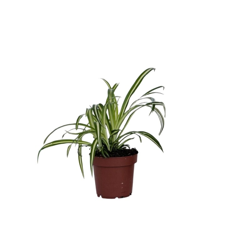 Plante araignée - Chlorophytum comosum 'Atlantic' - Hauteur 25-40cm - ⌀12cm