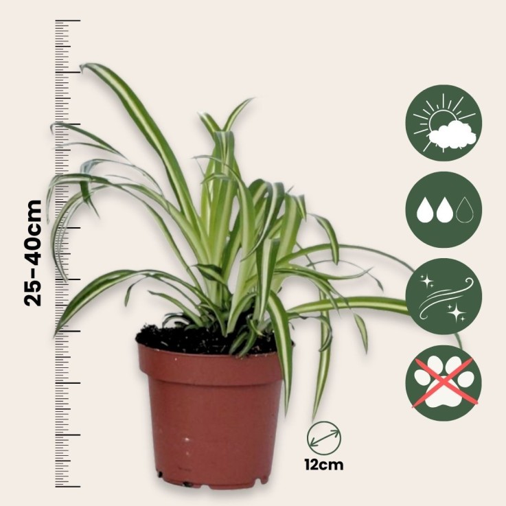 Plante araignée - Chlorophytum comosum 'Atlantic' - Hauteur 25-40cm - ⌀12cm