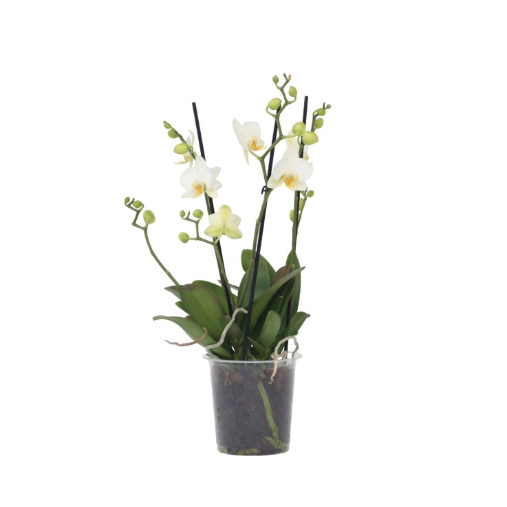 Orchidée papillon - Phalaenopsis Multiflora - Hauteur 35-45cm - ⌀12cm